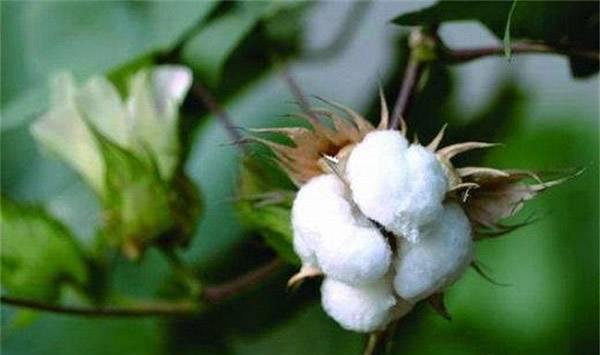 棉花死苗的应对对策