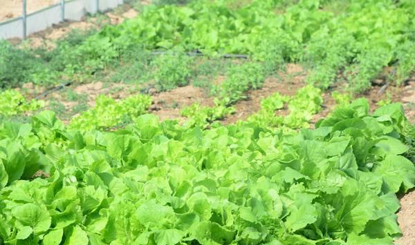 夏季白菜如何遮阳？都有哪些栽培要点？