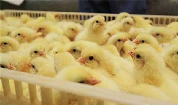 养殖课堂：红糖水在养鸡过程中的妙用
