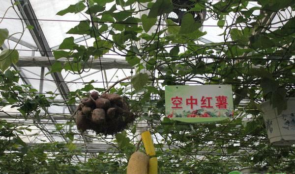 红薯的无土栽培技术详解