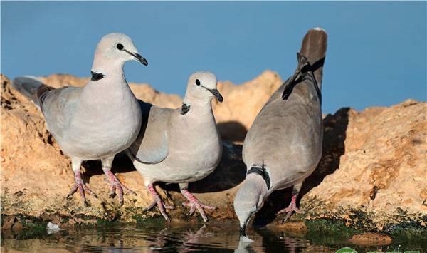 斑鸠的人工养殖技术及管理要点