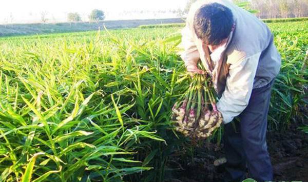 种植生姜该施什么肥料？不同时期如何施肥？