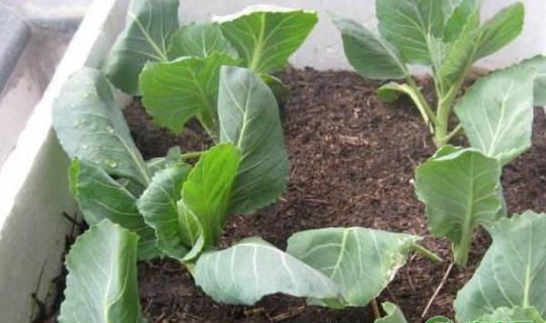 阳台卷心菜的种植方法及养护要点