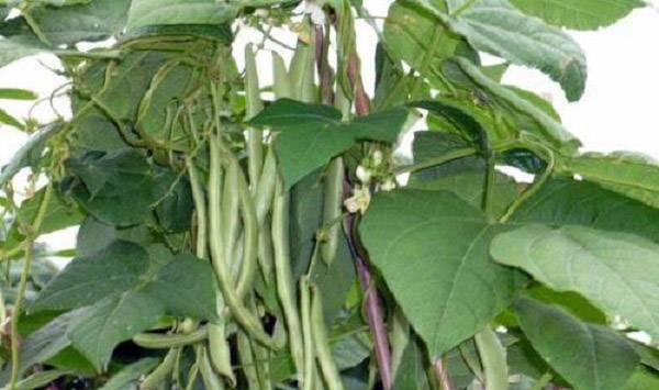 四季豆种植的具体施肥方法