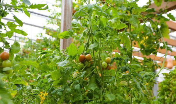 大棚番茄想要高产高量，花期管理最关键！