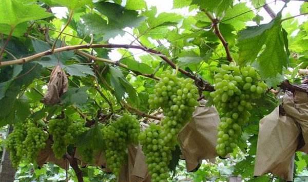 果树套袋注意事项