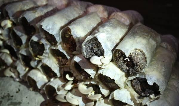 平菇的人工栽培方法和要点