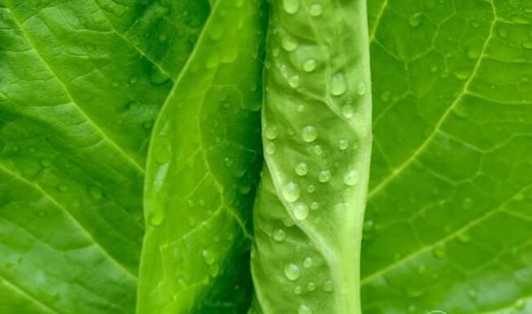 莴苣的种植技术要点