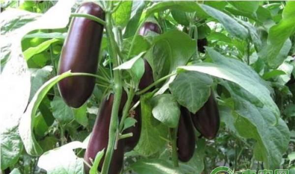 茄子旺长怎么办？这四大控旺措施值得收藏！