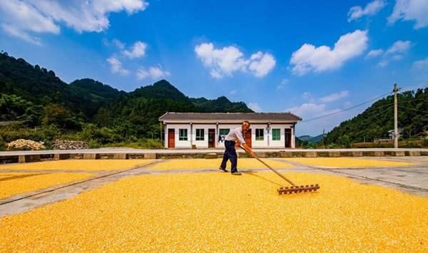 玉米收获技术要点