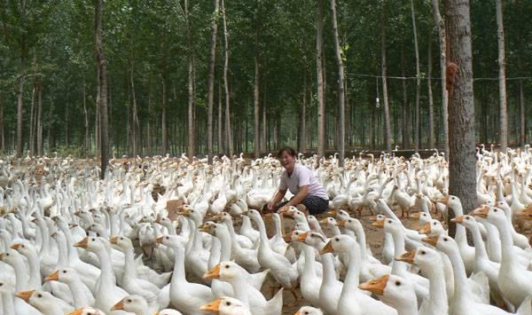 养鹅一般喂哪些饲料？通常是这五大类饲料！