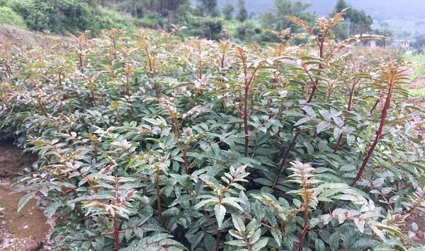 花椒幼树管理技术要点