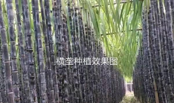甘蔗种植技术