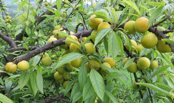 李子树嫁接繁殖的技术详解