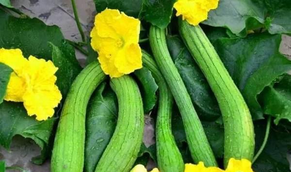 丝瓜光长藤不结瓜是什么原因？有哪些防治措施？