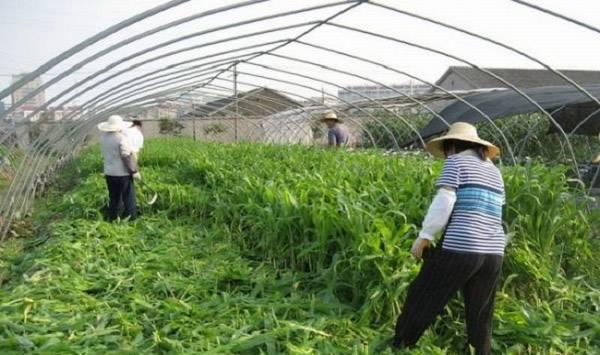 夏季大棚菜养根的措施