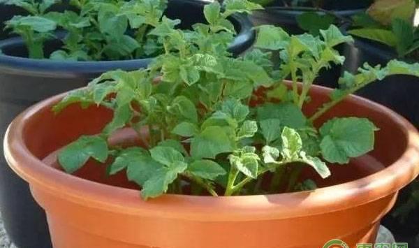 盆栽土豆的种植要点及养护方法