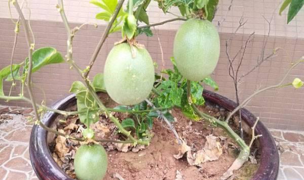 百香果嫁接最好是什么时候？百香果嫁接具体步骤介绍