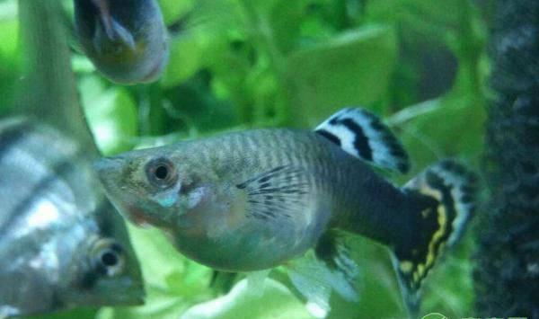 孔雀鱼的养殖技术及养护管理