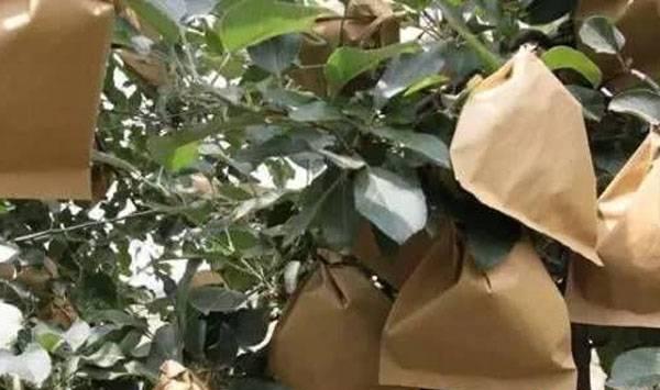 6月份果园病虫害