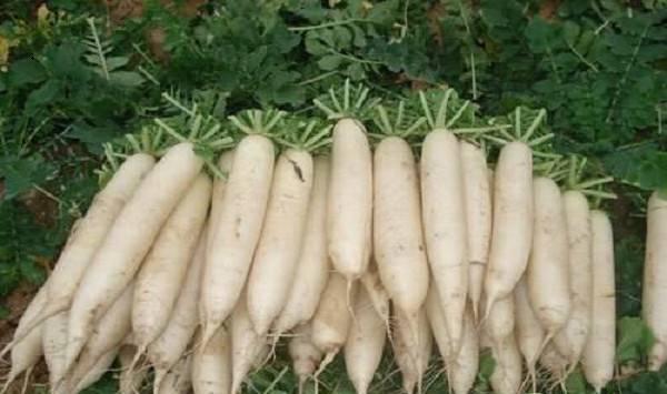 农村有哪些蔬菜适合晒干保存？这八种做干菜很不错！