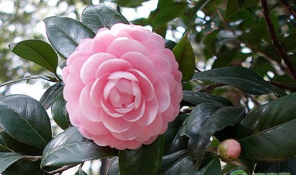 油茶树什么时候环割比较好？油茶树环割的作用和好处是什么？