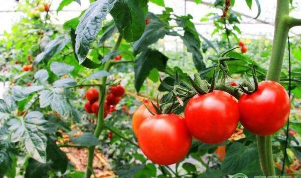 番茄种植过程中的常见问题及防治措施