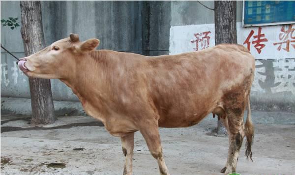 肉牛热应激的判定方法及防控措施