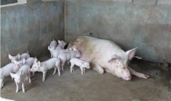 小猪的购买技巧及注意事项