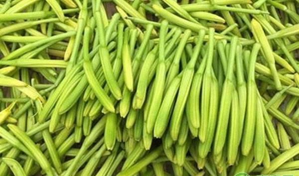 黄花菜高效种植技术要点