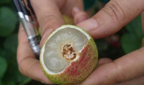 荔枝蛀蒂虫危害