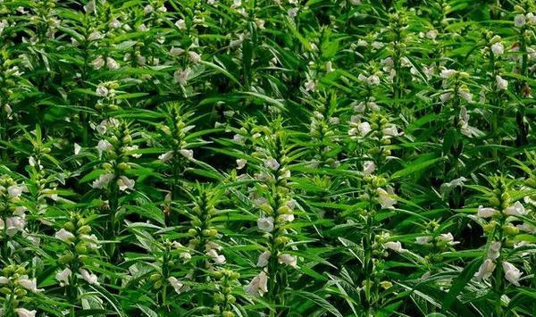 夏芝麻的种植技术及管理要点