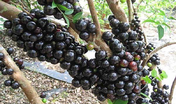 嘉宝果的生长习性和种植方法