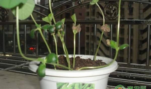 家庭毛豆的种植条件及方法
