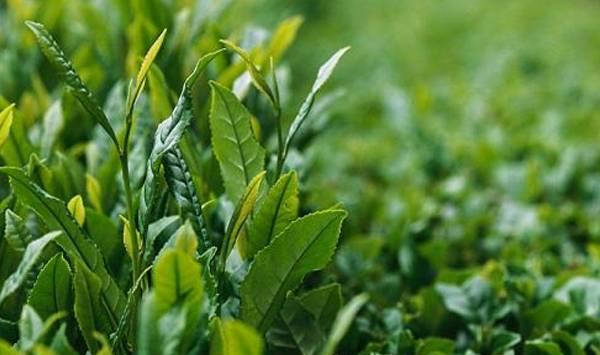 茶叶高效种植管理技术要点