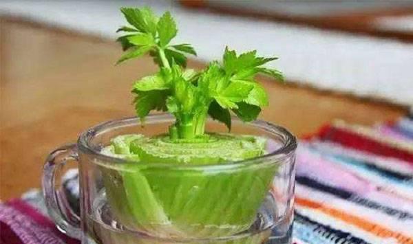 芹菜菜根种植方法