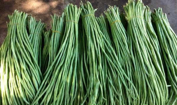 豆角栽培想高产，打尖方法很重要！