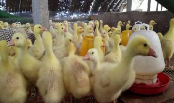 鹅不同阶段的饲养管理方法