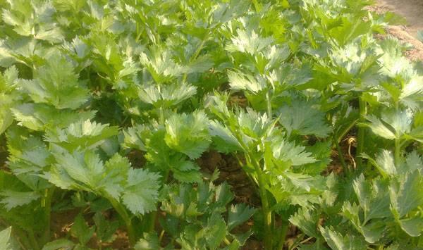 夏季种植芹菜想高产，这四点做好了就不难！