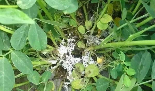 花生青枯病防治方法