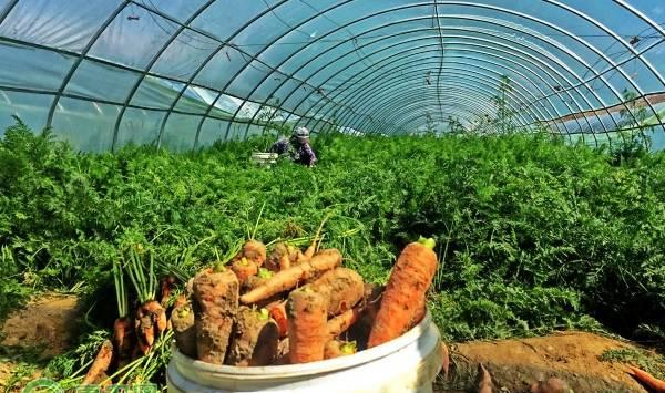 胡萝卜的高效种植技术及管理要点