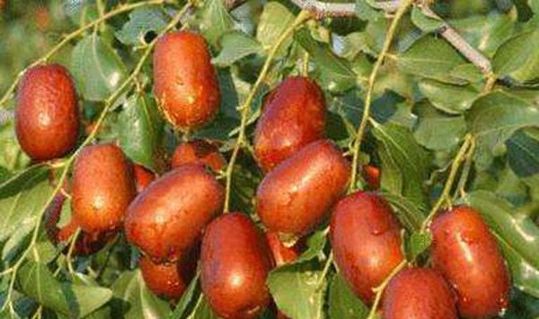 壶瓶枣病虫害防治