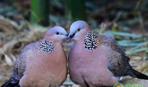斑鸠的人工养殖技术及管理要点