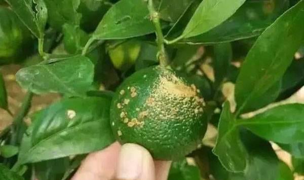 柑橘溃疡病发病原因