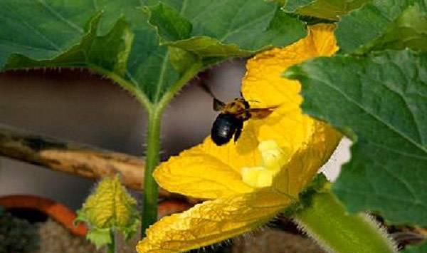 冬瓜定植后管理要点