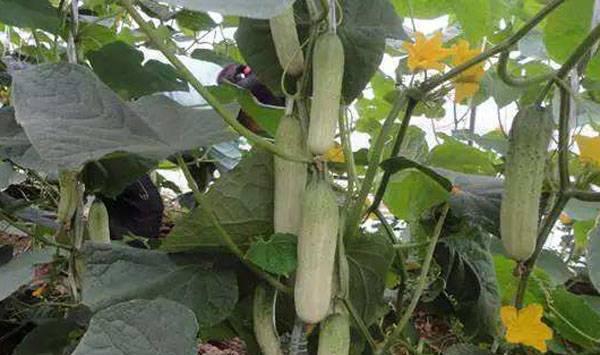 5月蔬菜管理指南