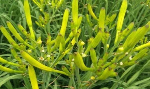 旱地可以种黄花菜吗？种植黄花菜技术要点