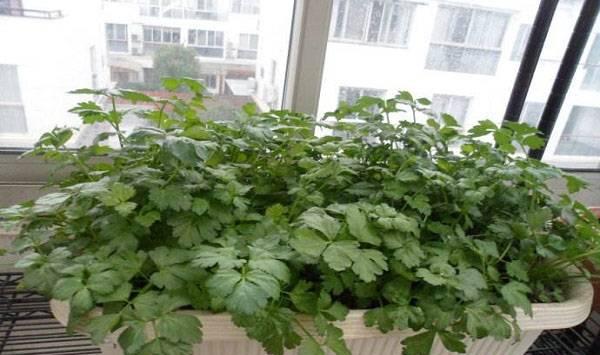 芹菜菜根种植