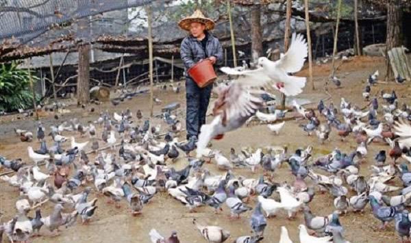 鸽子亚健康状态的分辨方法