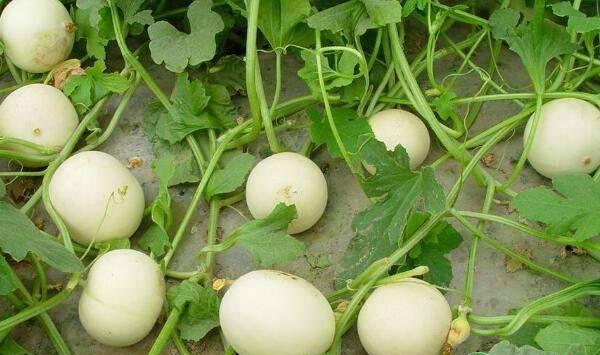 甜瓜栽培模式及种植环境要求